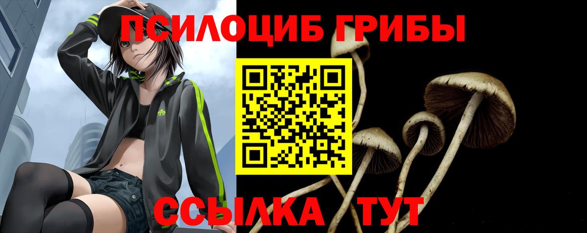 Псилоцибиновые грибы Psilocybine cubensis Сокол